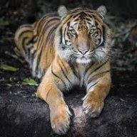 Tigershadow